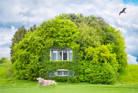 jubelis® | Der Wald im Wohnzimmer